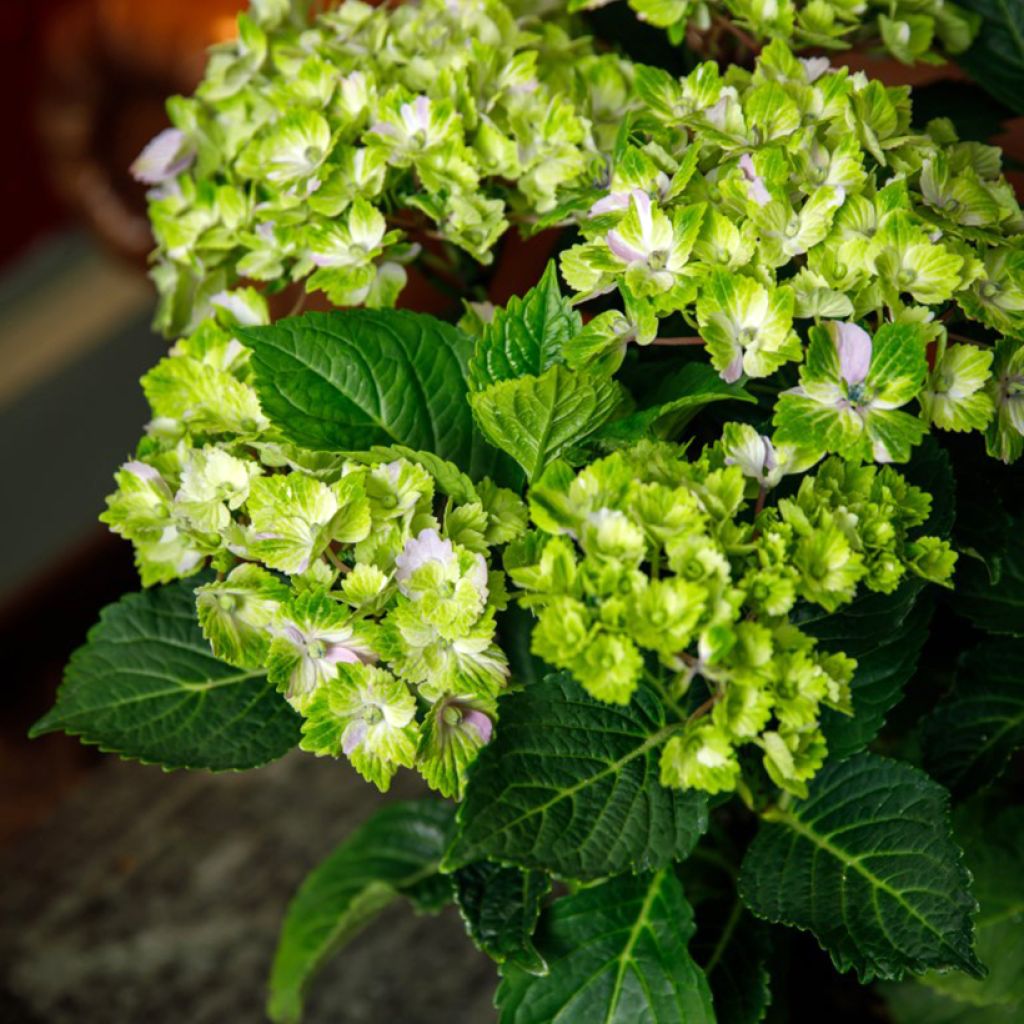 Hydrangea macrophylla Rembrandt Vibrant Verde - Hortensia