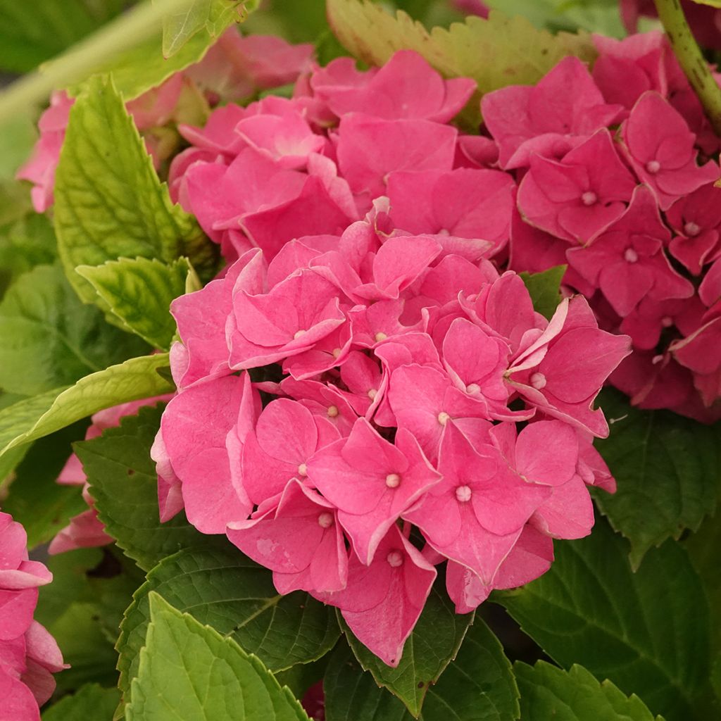 Hortensia macrophylla Renate Steiniger - Hydrangea