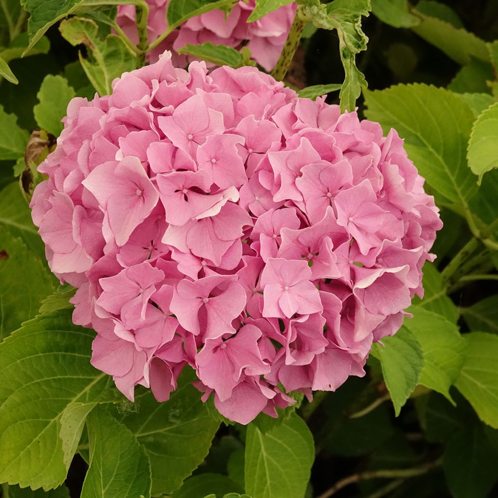 Hortensia macrophylla Renate Steiniger - Hydrangea