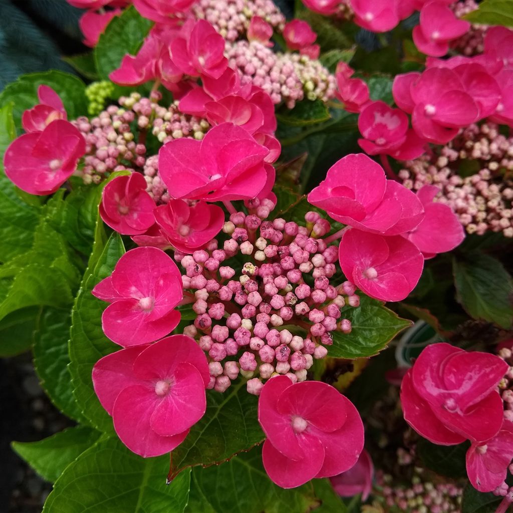 Hortensia macrophylla Rotkehlchen - Hydrangea