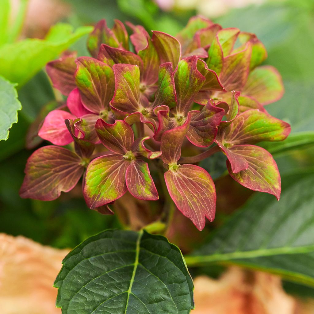 Hortensia macrophylla Schloss Wackerbarth - Hydrangea