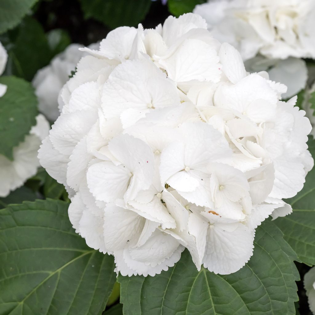 Hortensia macrophylla Schneeball - Hydrangea