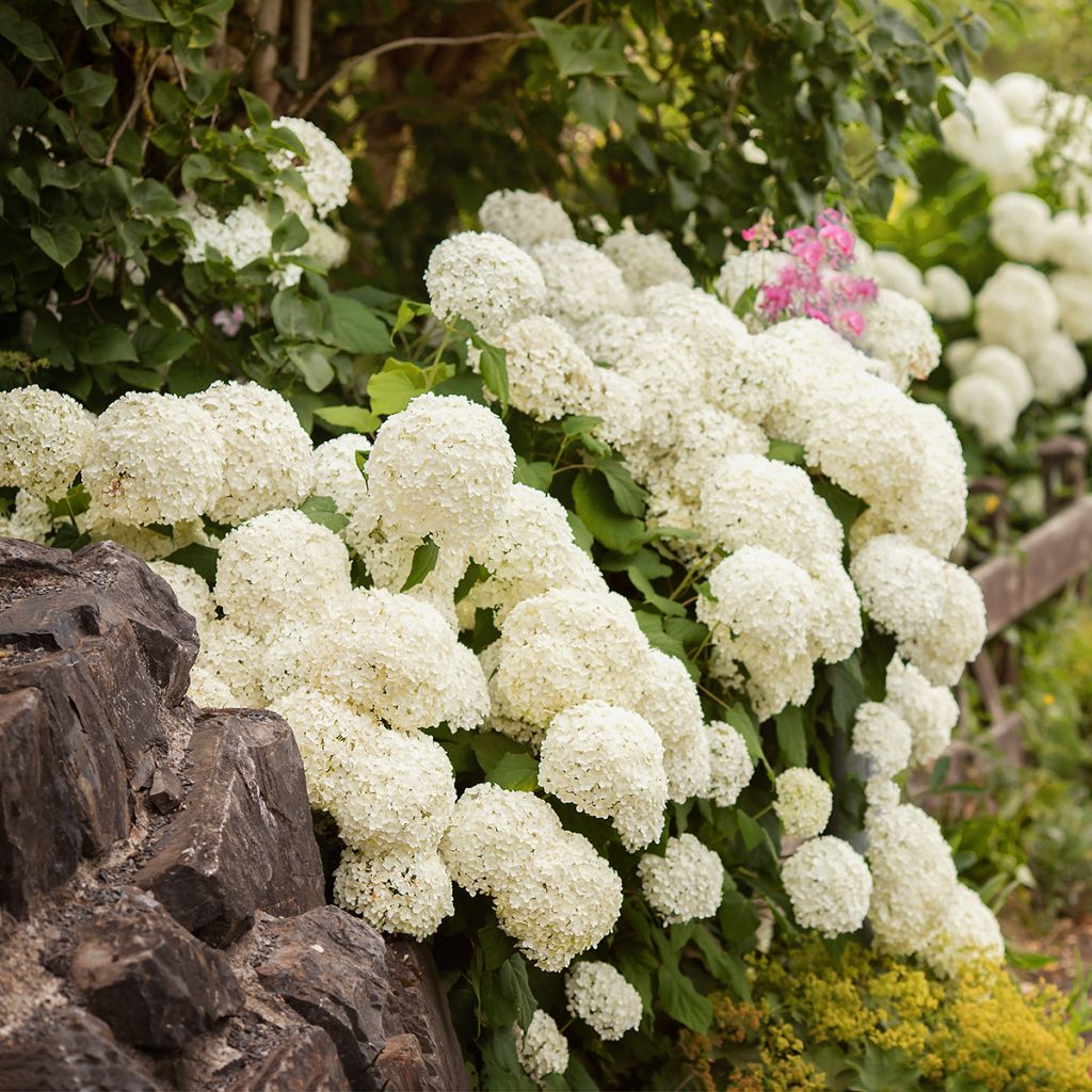 Hortensia macrophylla Schneeball - Hydrangea