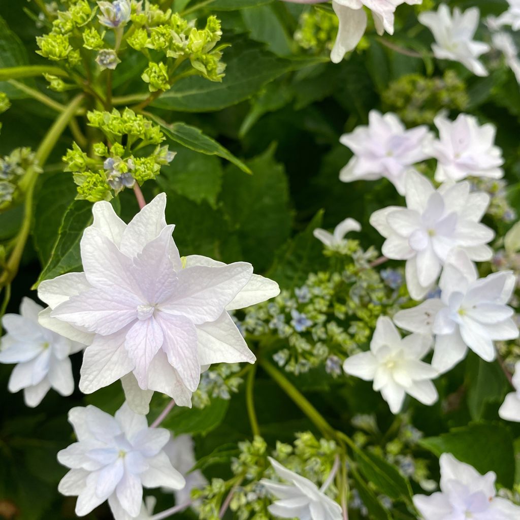 Hortensia macrophylla Shooting Star - Hydrangea