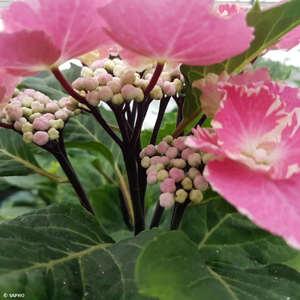 Hortensia macrophylla So Long Aya - Hydrangea