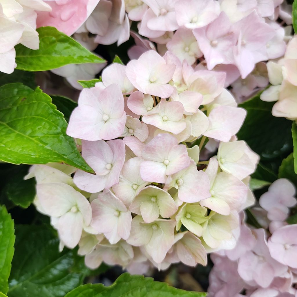 Hortensia macrophylla Soft Pink Salsa - Hydrangea