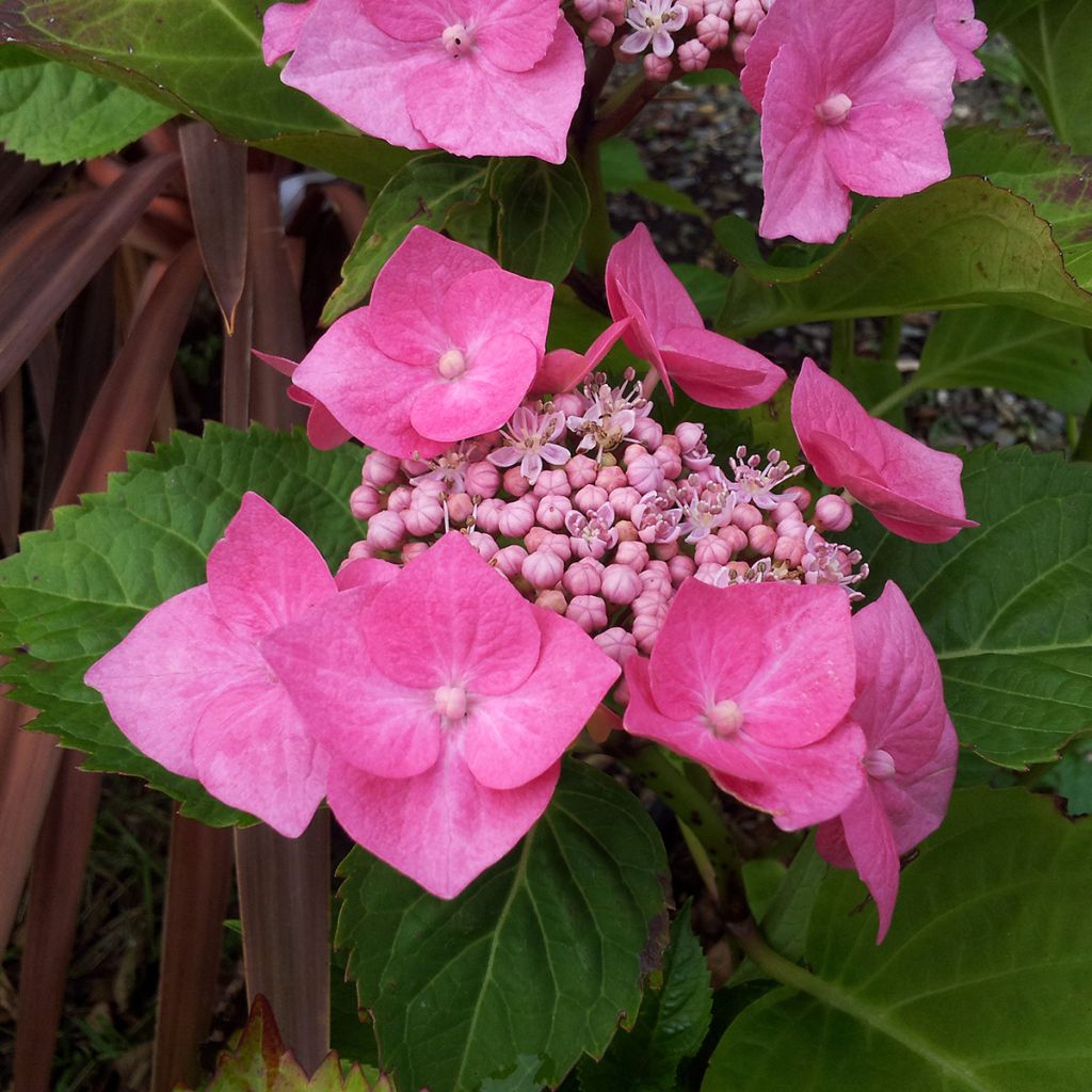 Hortensia macrophylla Teller Pink - Hydrangea