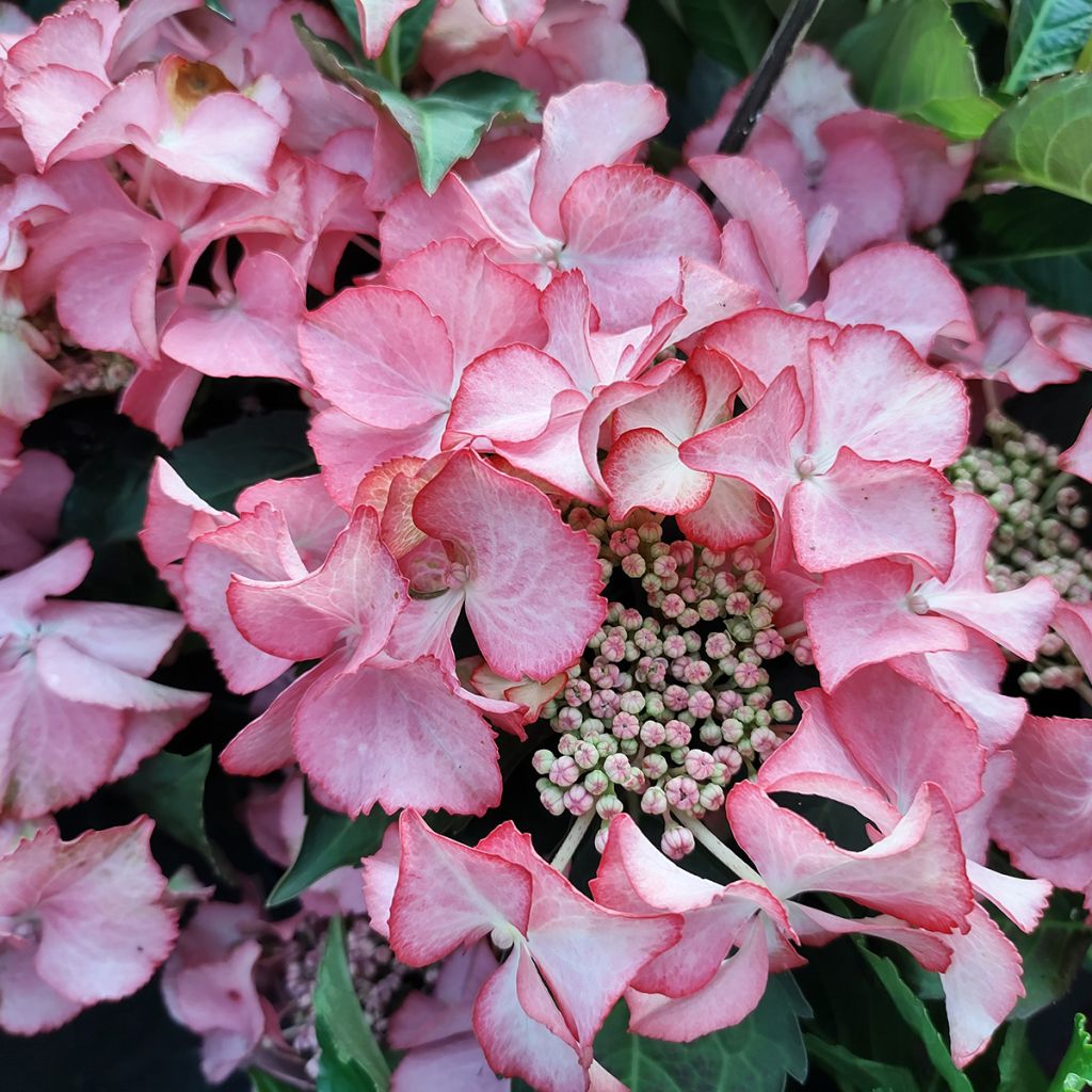 Hortensia macrophylla Tiffany - Hydrangea