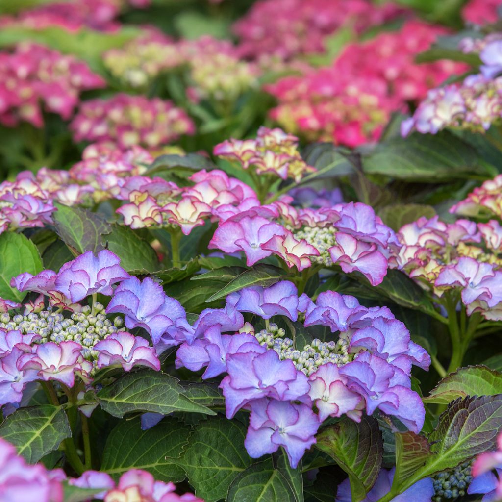 Hortensia macrophylla Tiffany - Hydrangea