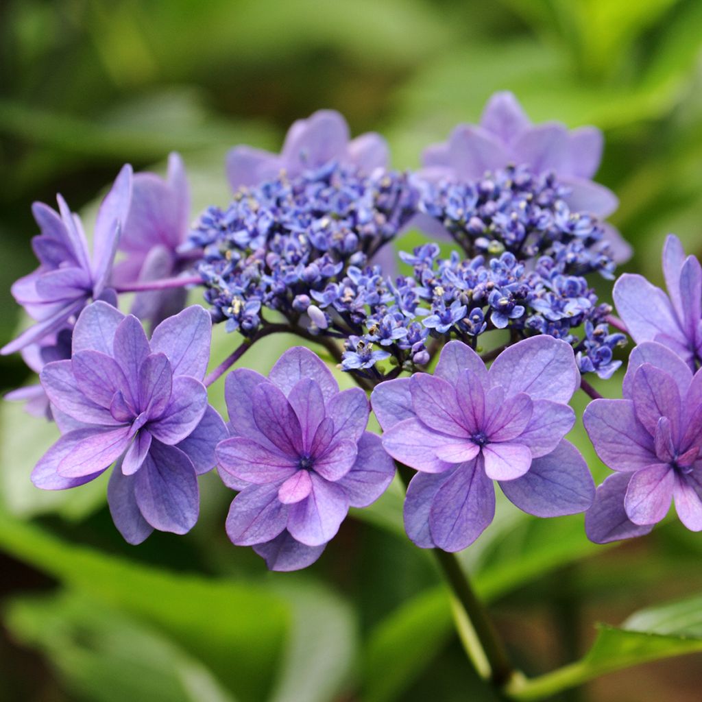 Hortensia macrophylla Tinkerbell - Hydrangea