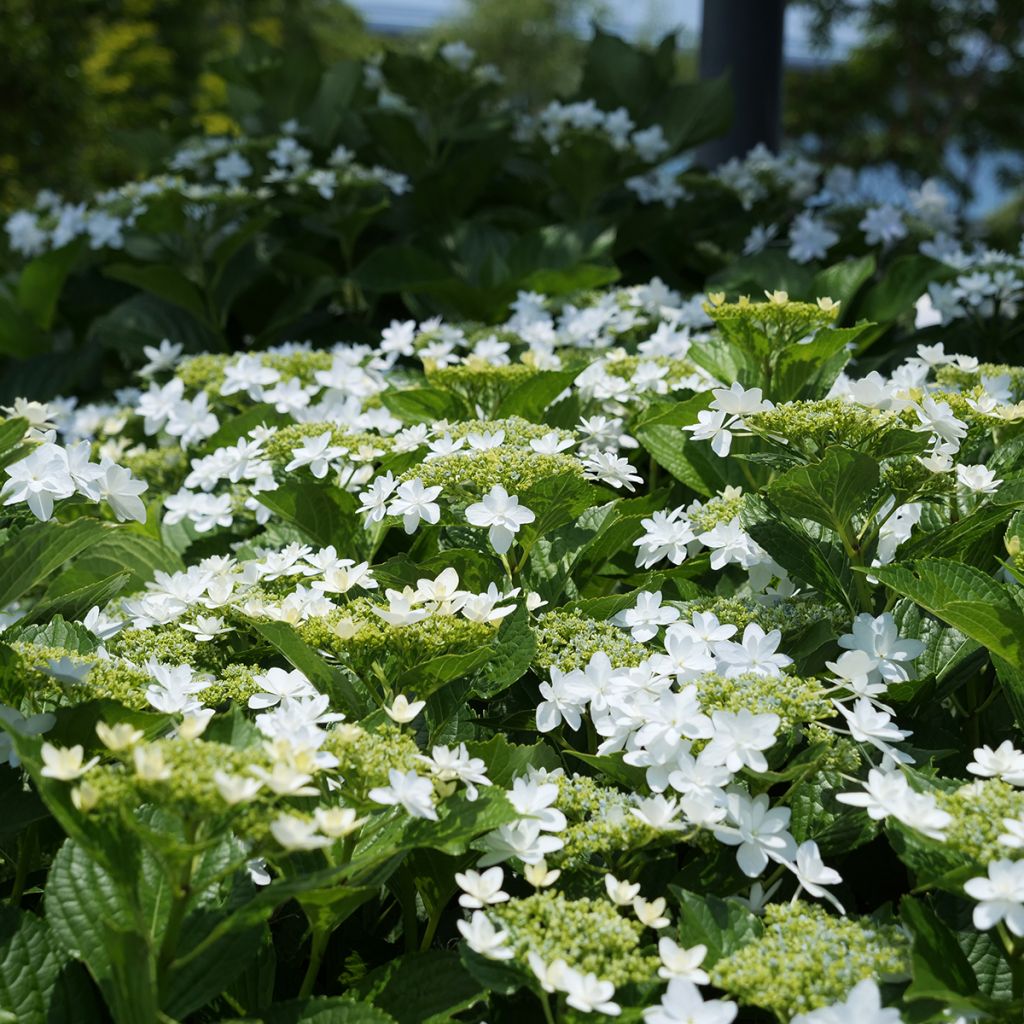 Hortensia macrophylla Wedding Gown - Hydrangea