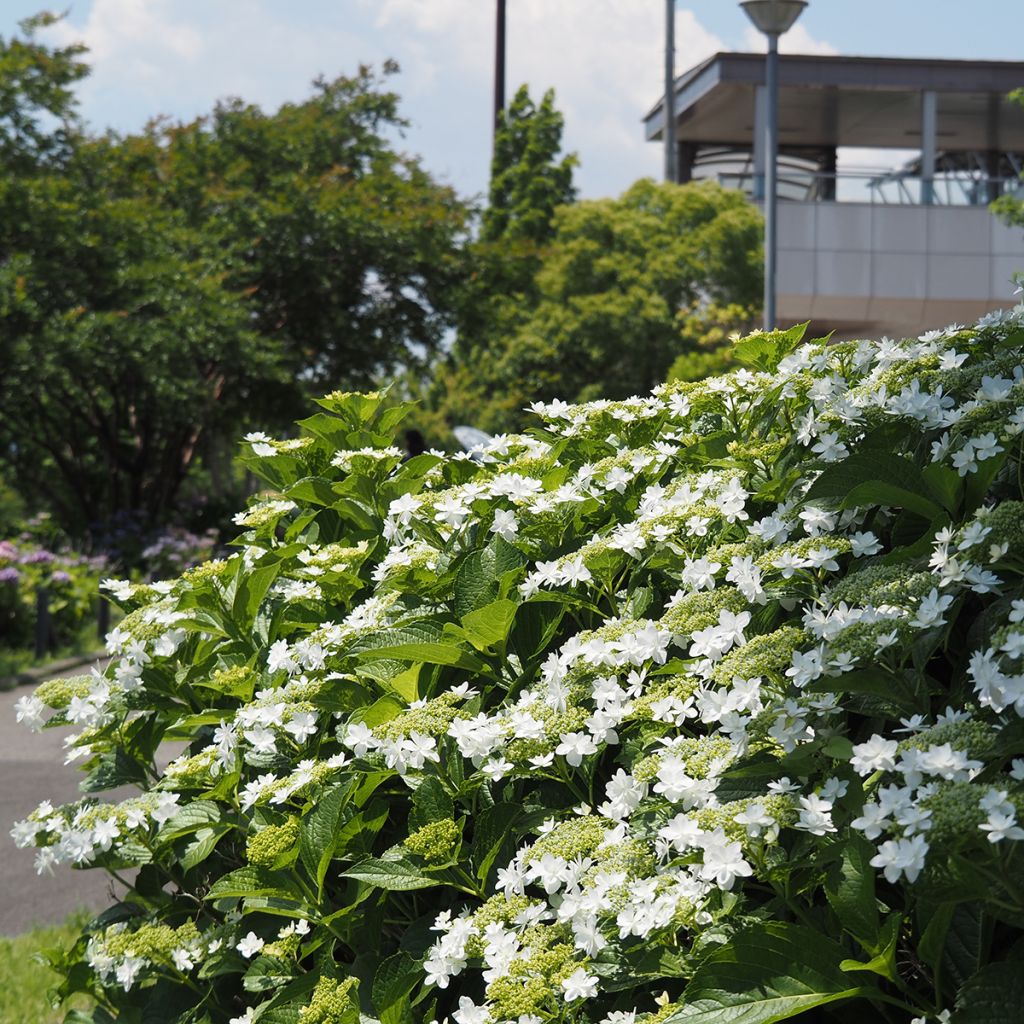 Hortensia macrophylla Wedding Gown - Hydrangea