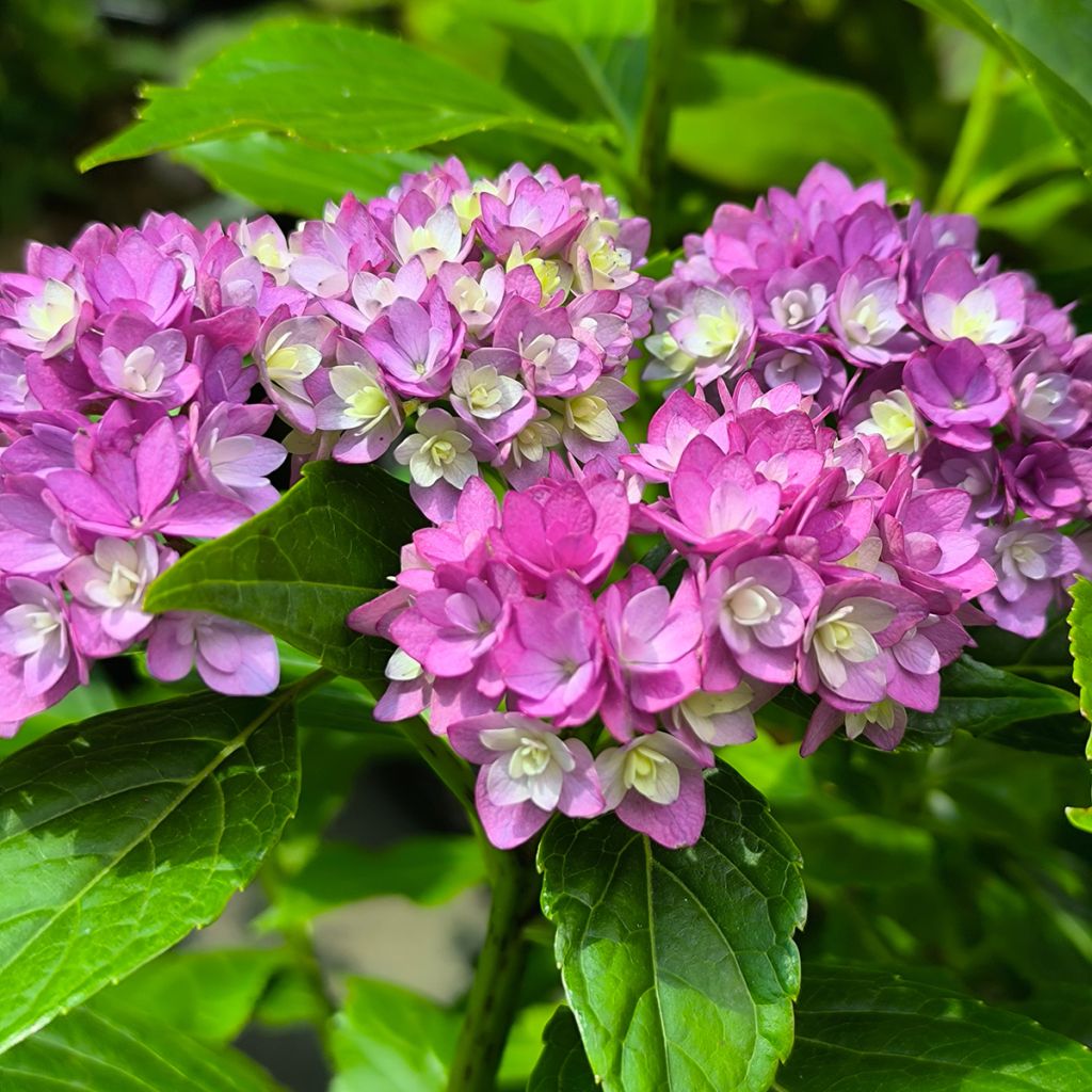 Hortensia macrophylla You and Me Together - Hydrangea
