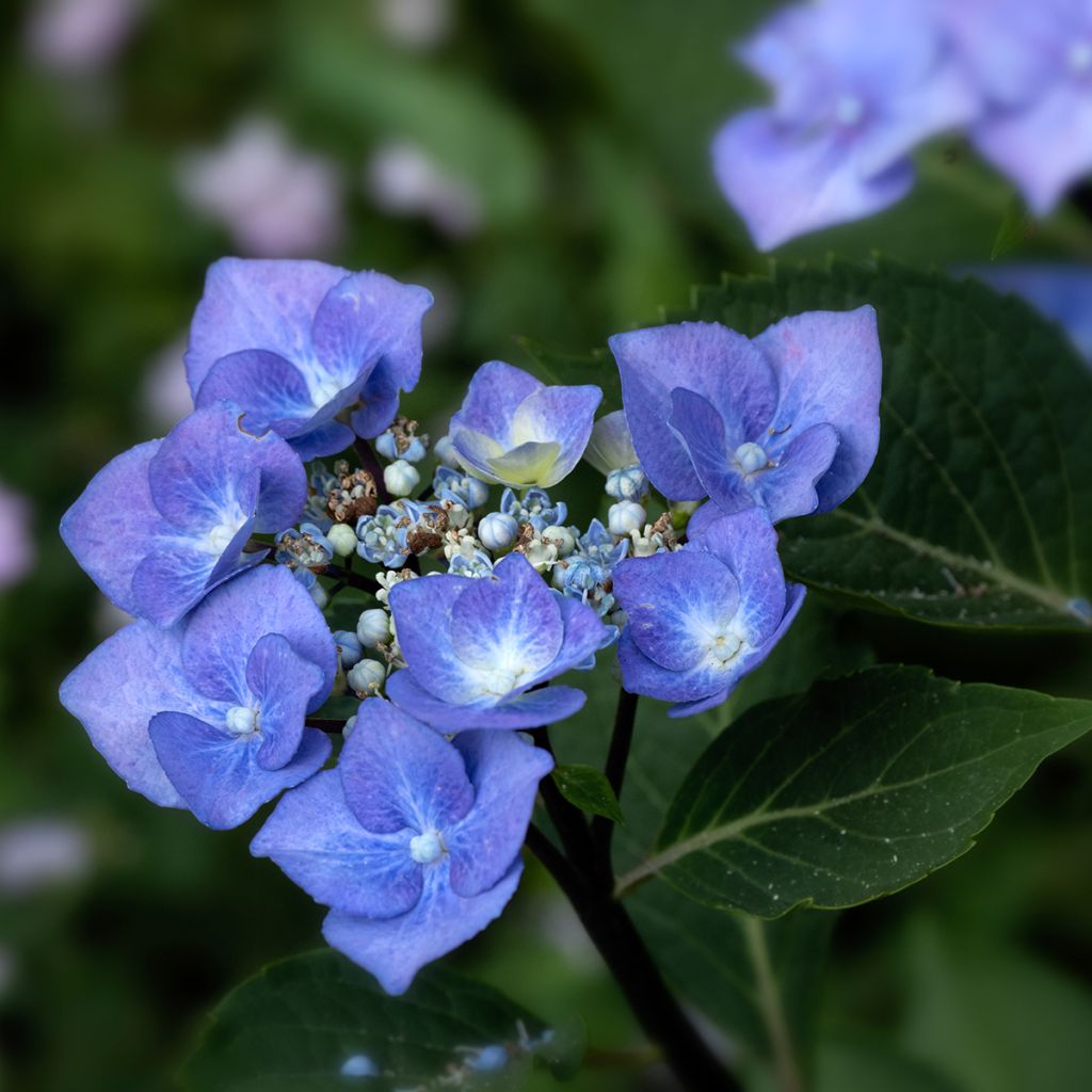 Hortensia macrophylla Zorro Azul- Hydrangea