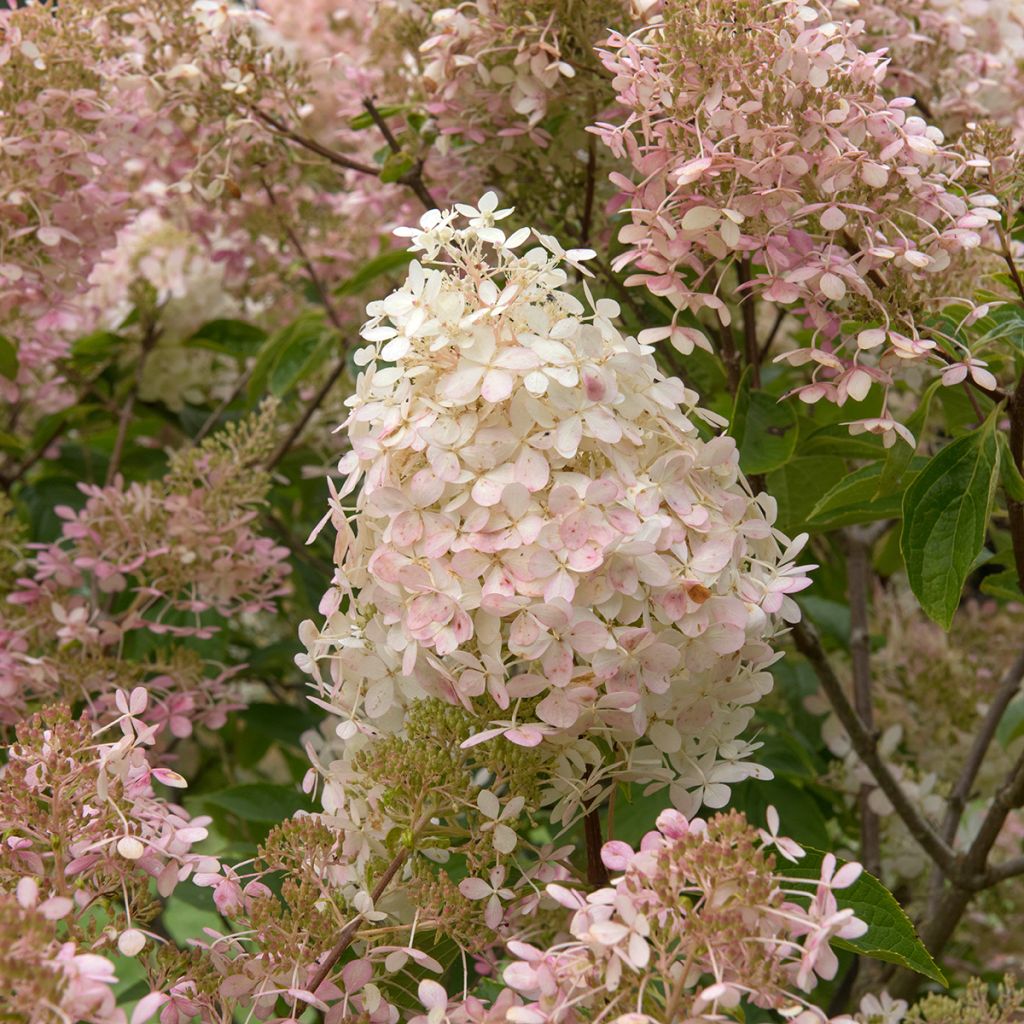 Hortensia paniculata Pink Diamond - Hydrangea paniculata