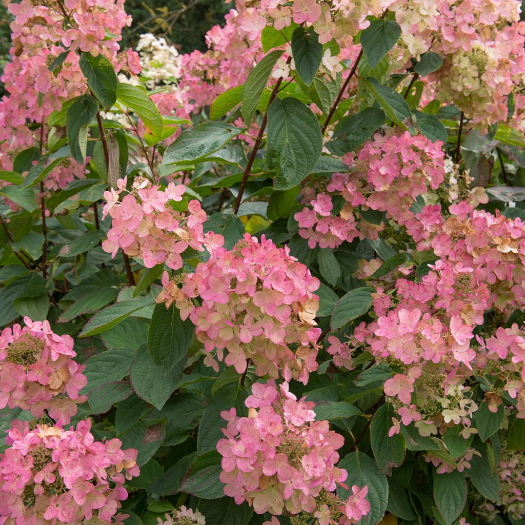 Hortensia paniculata Pink Diamond - Hydrangea paniculata