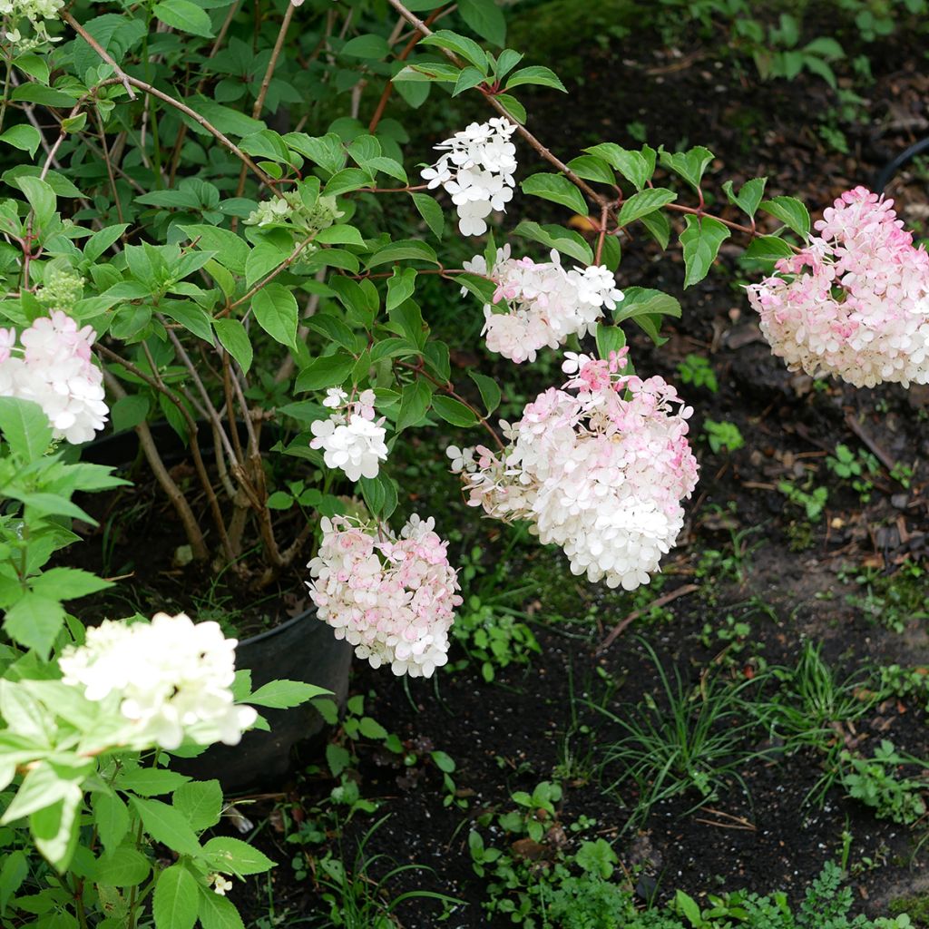 Hortensia paniculata Pink Diamond - Hydrangea paniculata