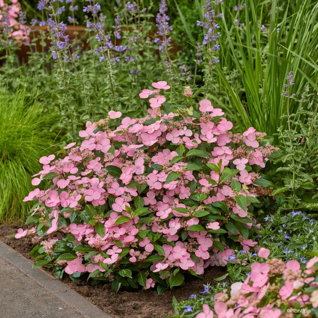 Hydrangea scandens First Love - Hortensia