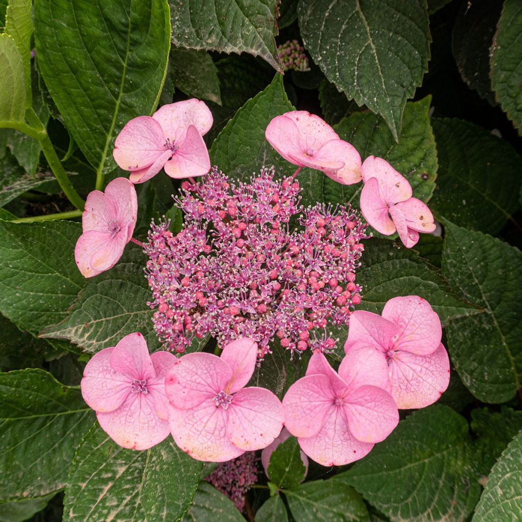 Hortensia serrata Avelroz - Hydrangea