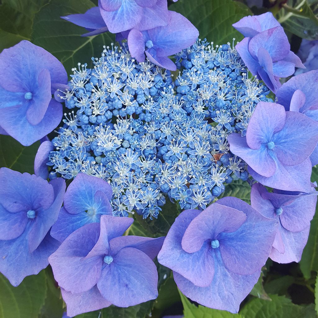 Hortensia serrata Blue Bird - Hydrangea