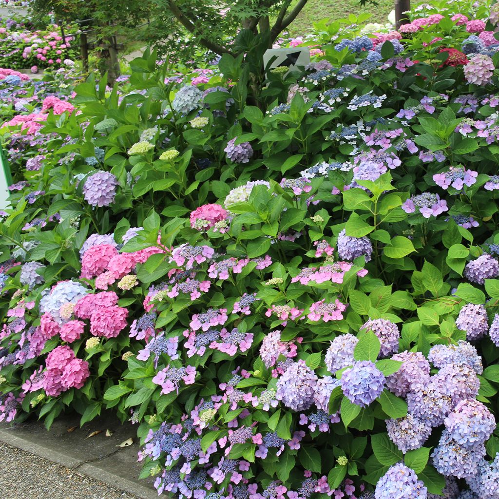 Hortensia serrata Blue Bird - Hydrangea