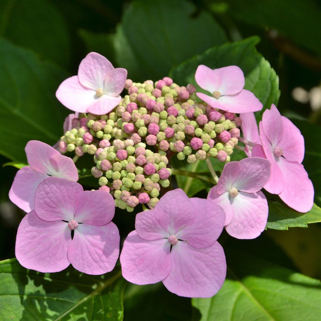 Hortensia serrata Blue Bird - Hydrangea
