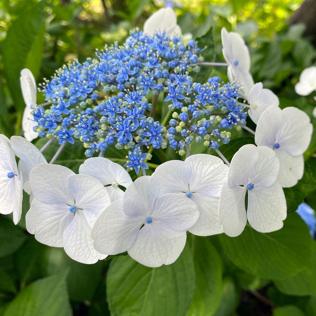 Hortensia serrata Blue Bird - Hydrangea