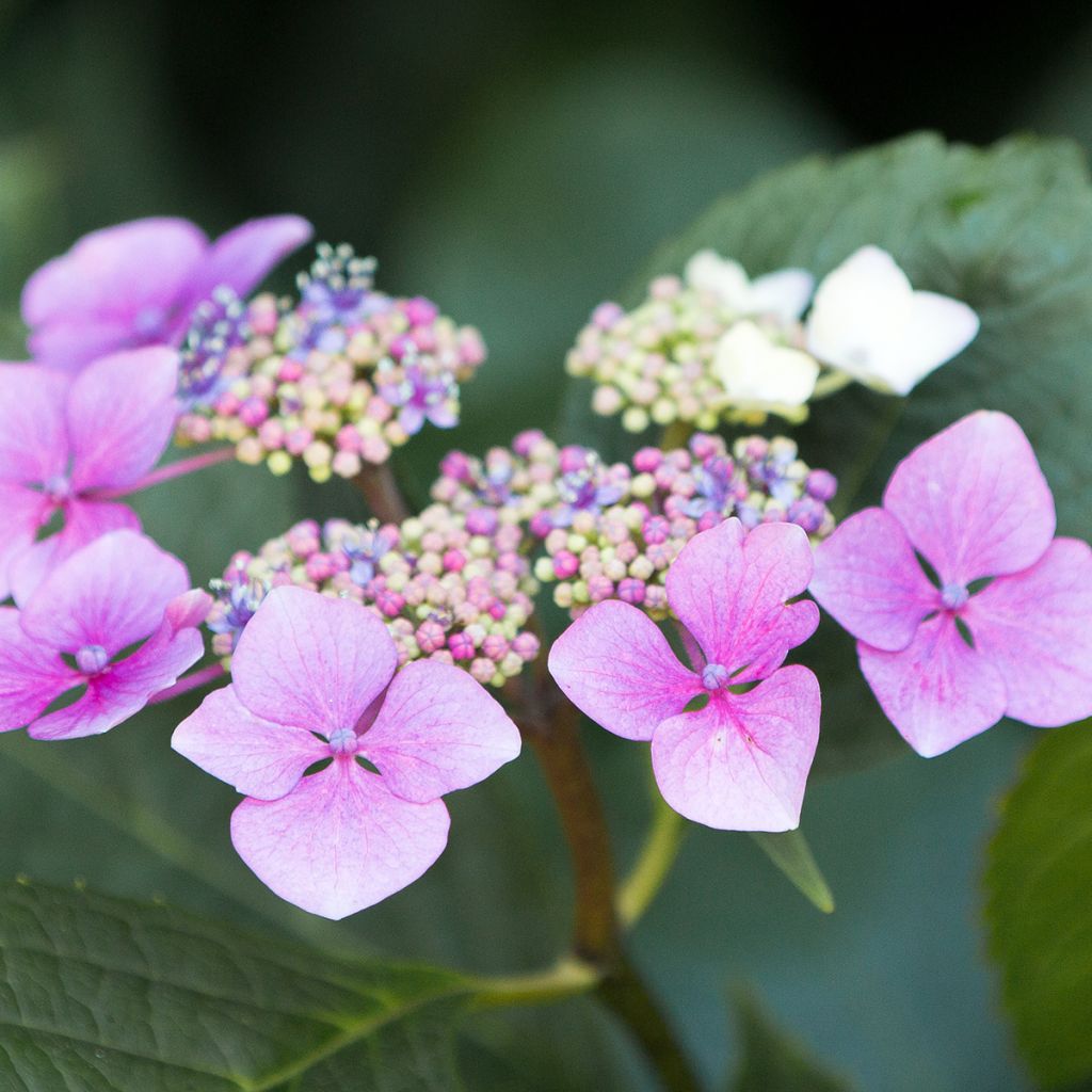 Hortensia serrata Blue Deckle - Hydrangea