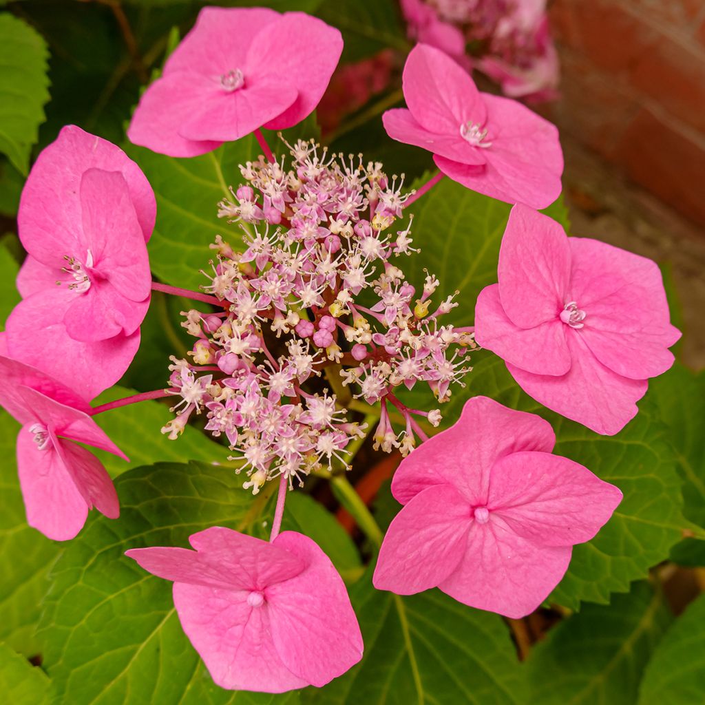 Hortensia serrata Cotton Candy - Hydrangea
