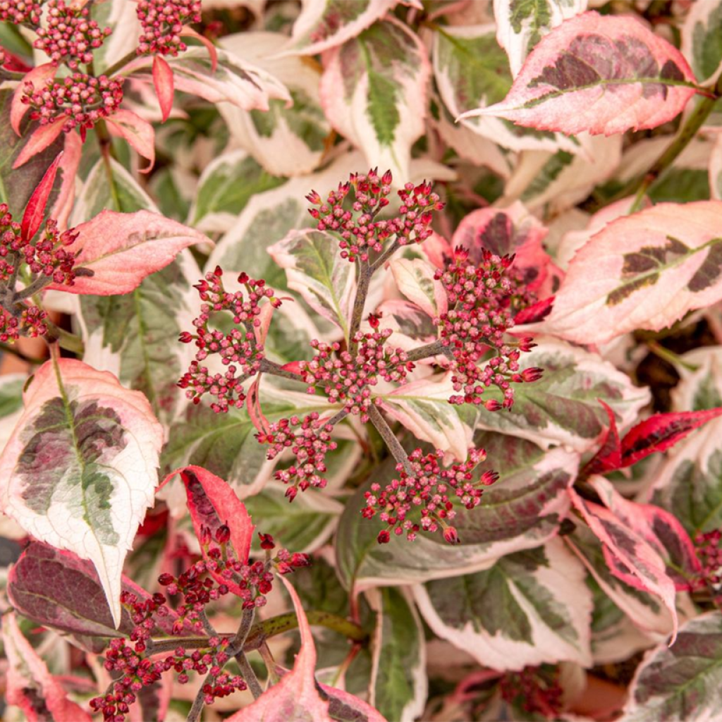 Hortensia serrata Euphoria Pink - Hydrangea