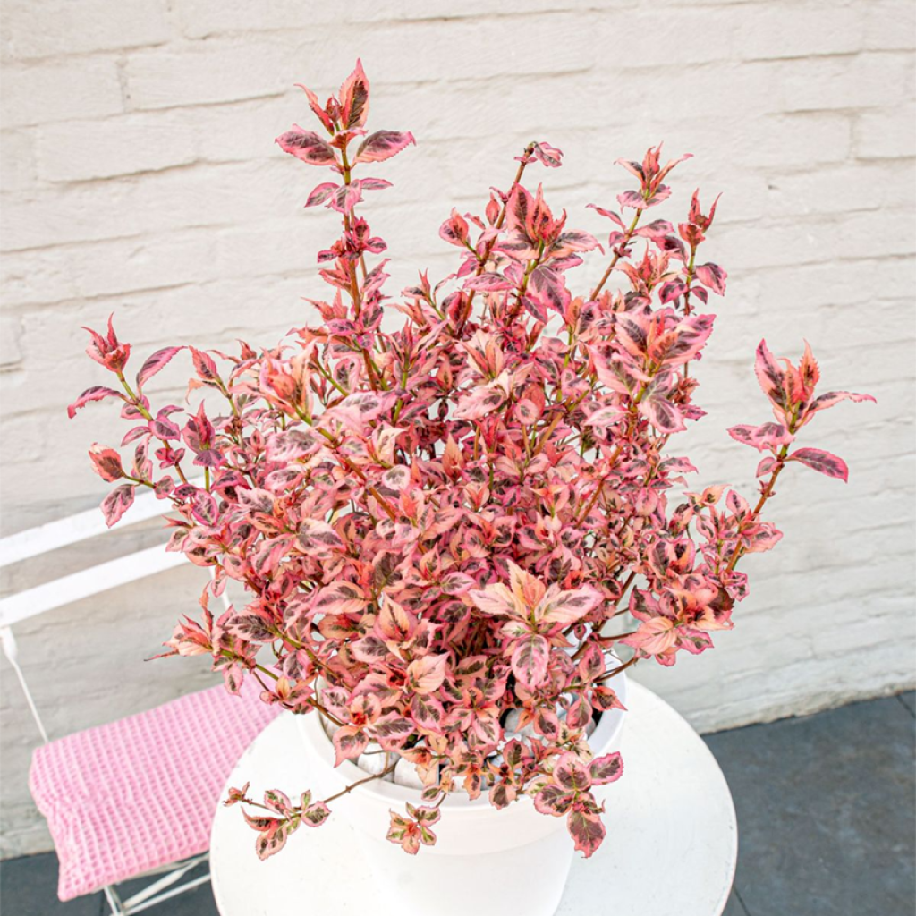 Hortensia serrata Euphoria Pink - Hydrangea