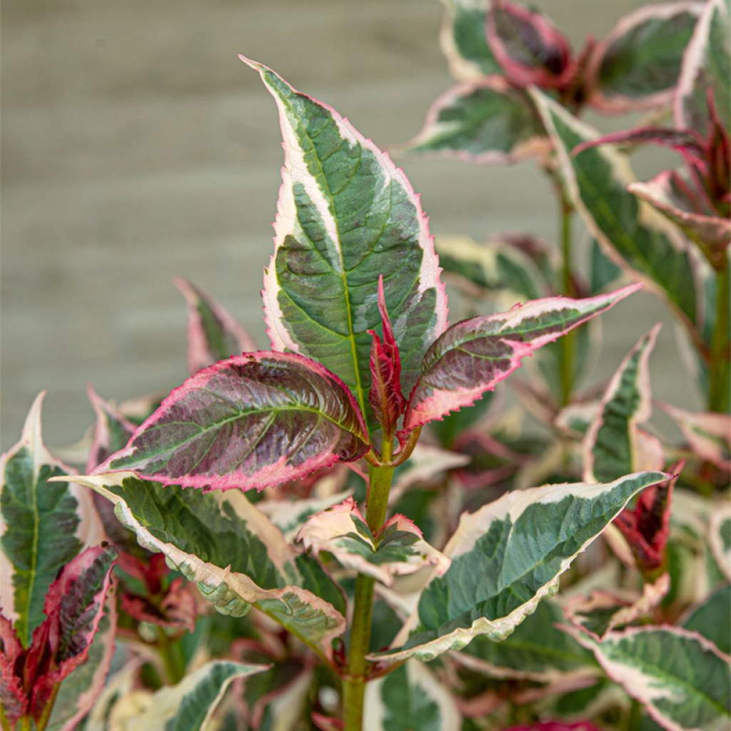 Hortensia serrata Euphoria Pink - Hydrangea