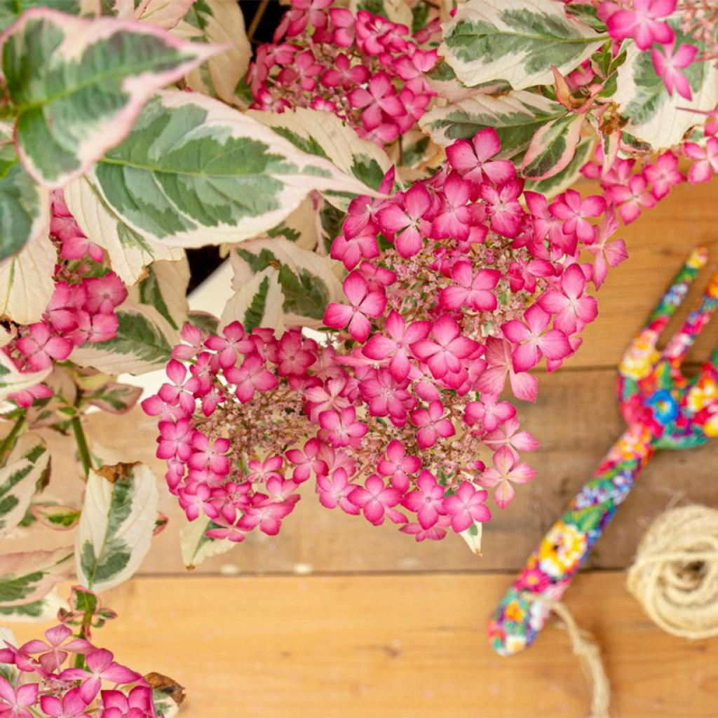 Hortensia serrata Euphoria Pink - Hydrangea