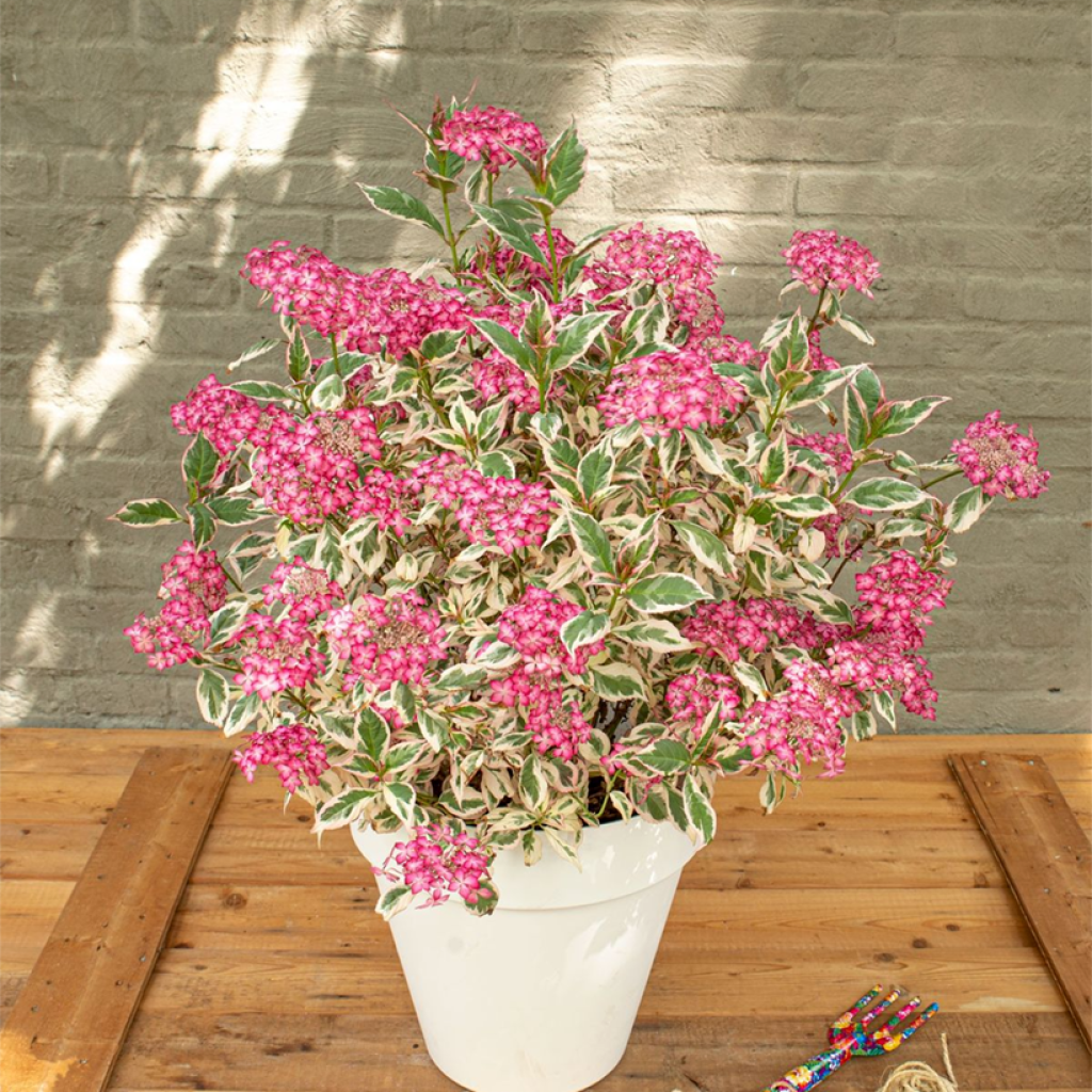 Hortensia serrata Euphoria Pink - Hydrangea