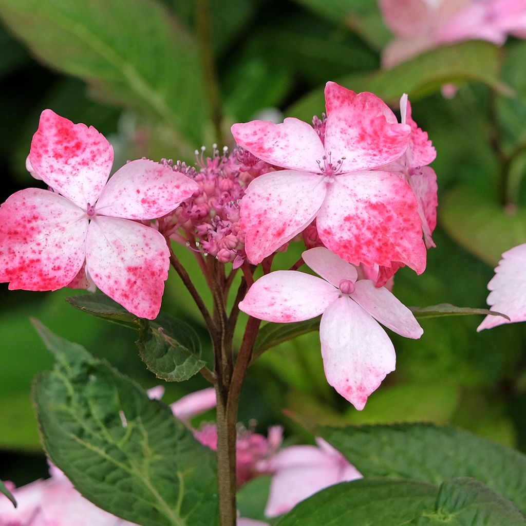 Hortensia serrata Grayswood - Hydrangea