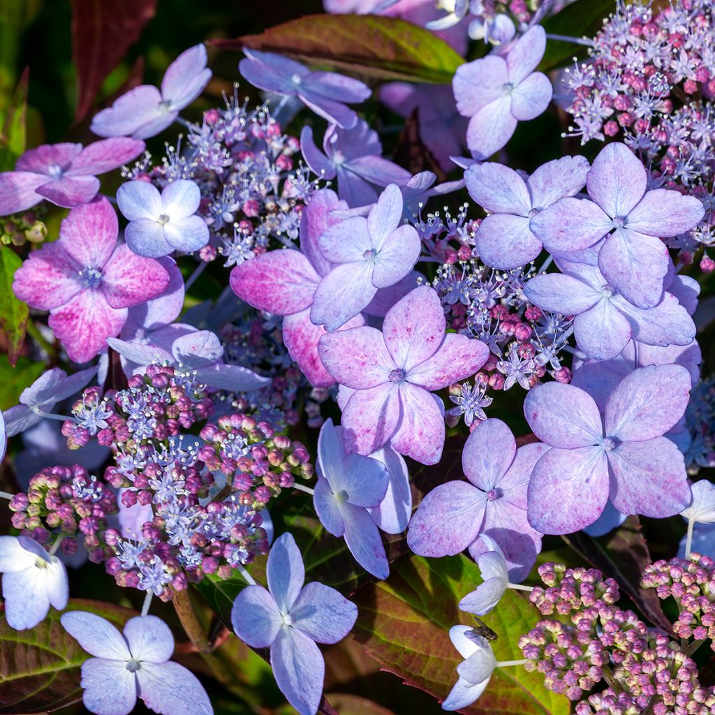 Hortensia serrata Tiara - Hydrangea