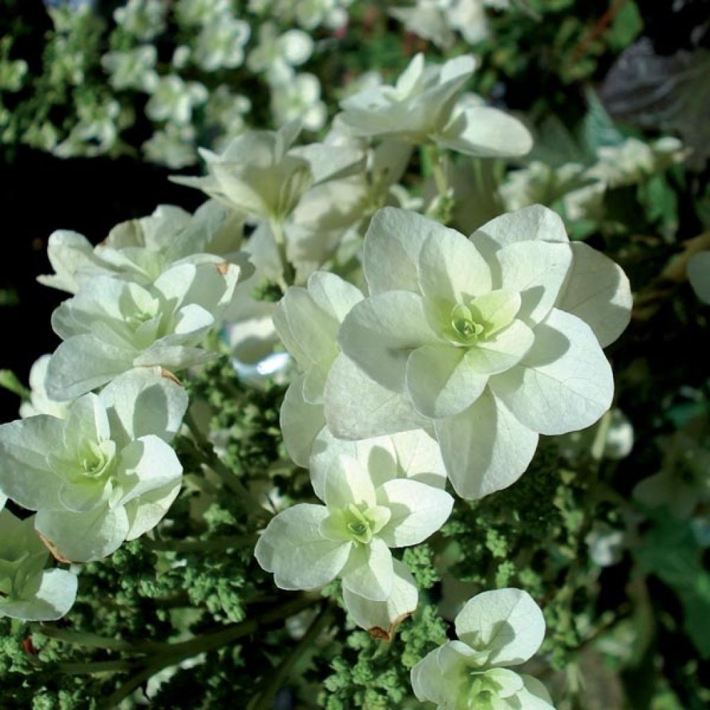 Hortensia quercifolia Snowflake - Hortensia de hoja de roble