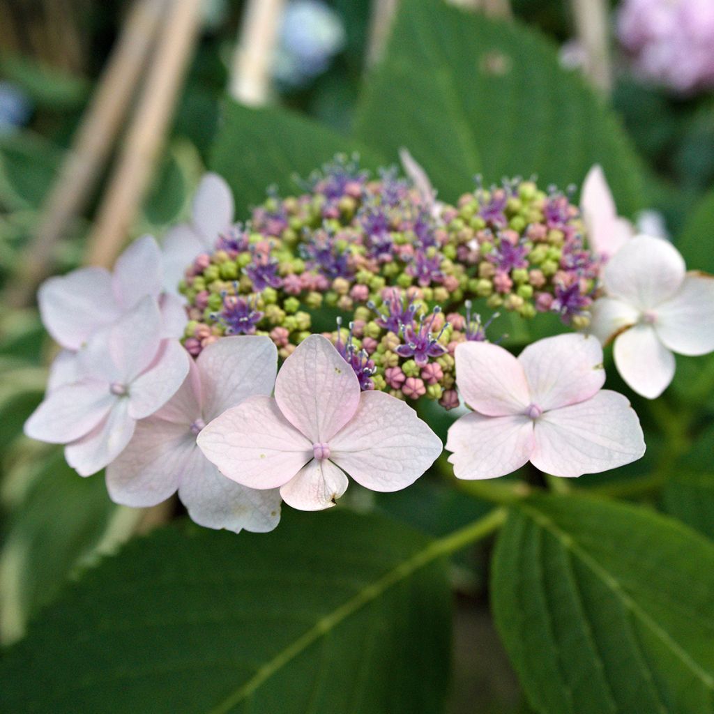 Hortensia serrata Princesse Eugénie - Hydrangea