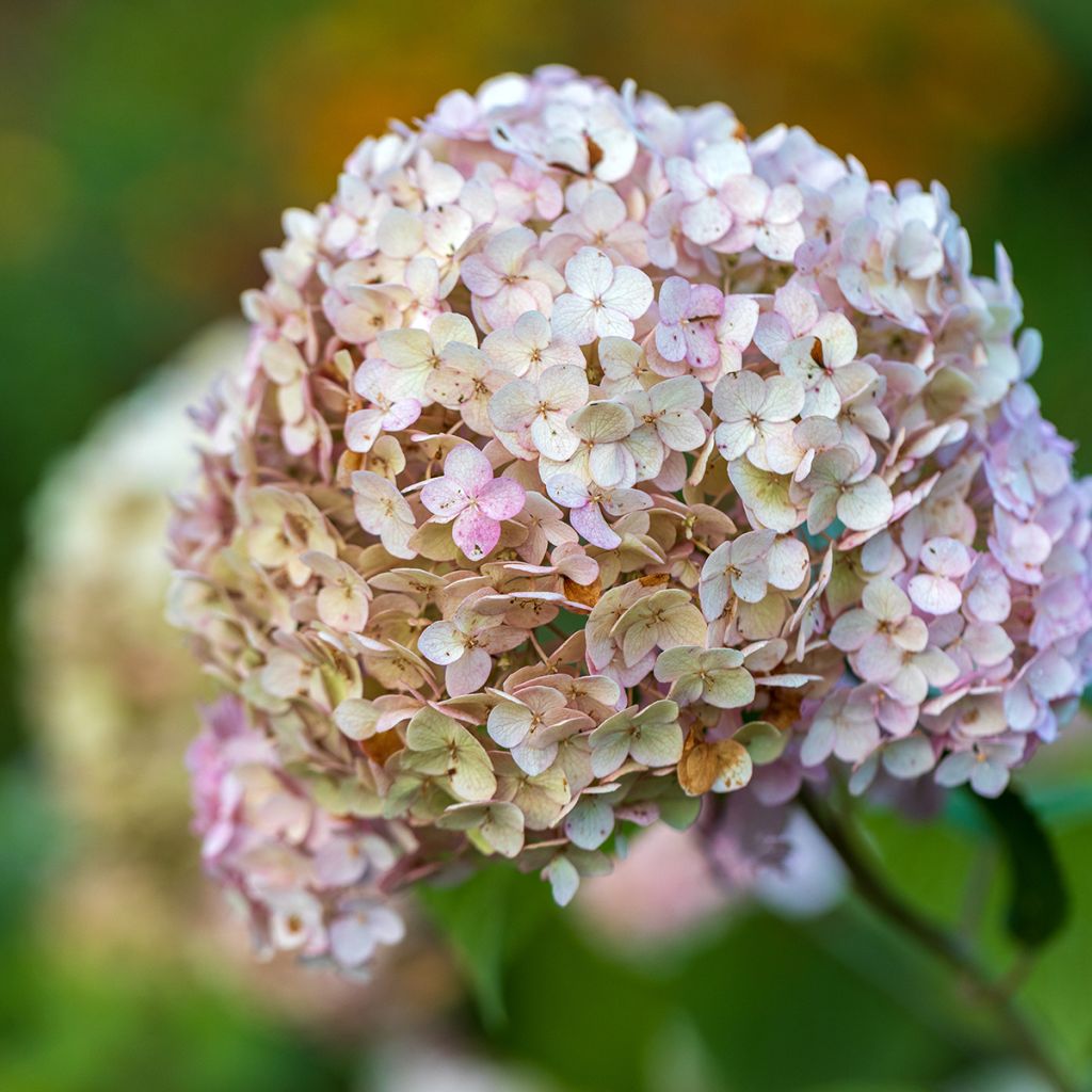 Hortensia arborescens Candybelle Bubblegum