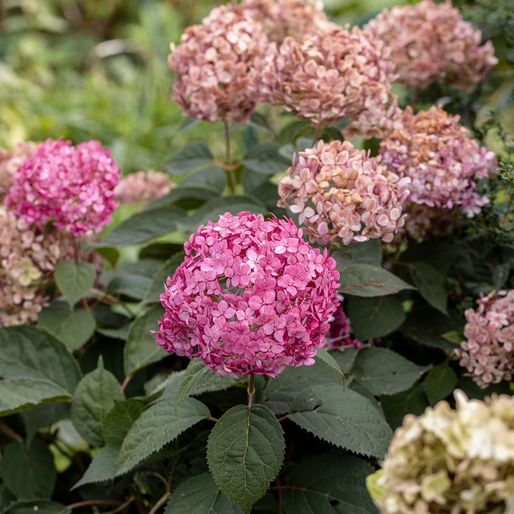 Hortensia arborescens Candybelle Bubblegum
