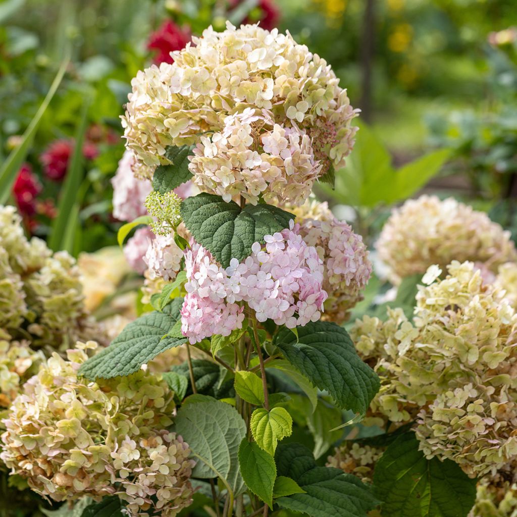 Hortensia arborescens Candybelle Bubblegum