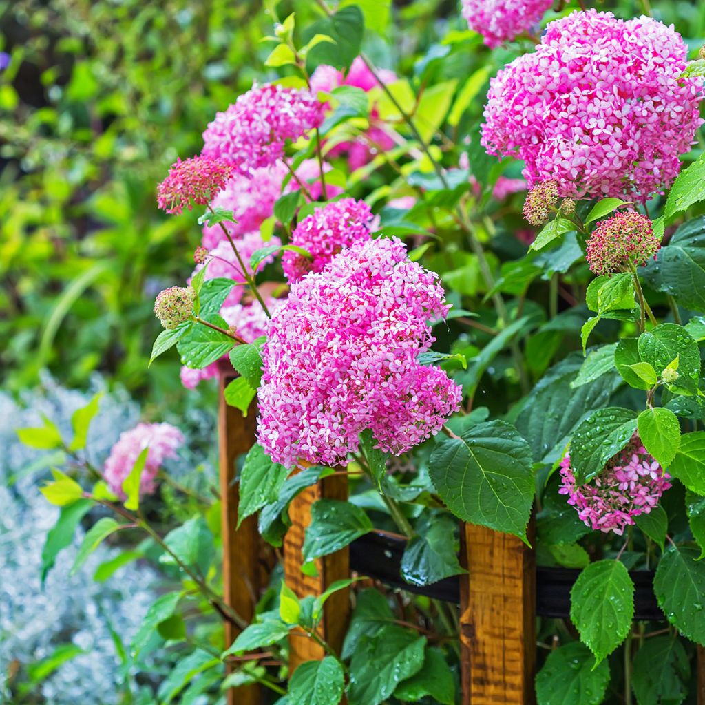 Hortensia arborescens Pink Annabelle