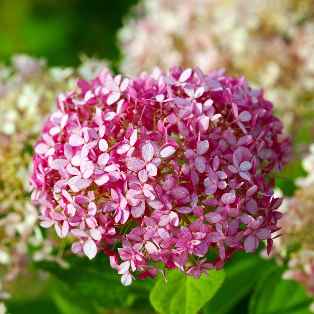 Hortensia arborescens Pink Annabelle