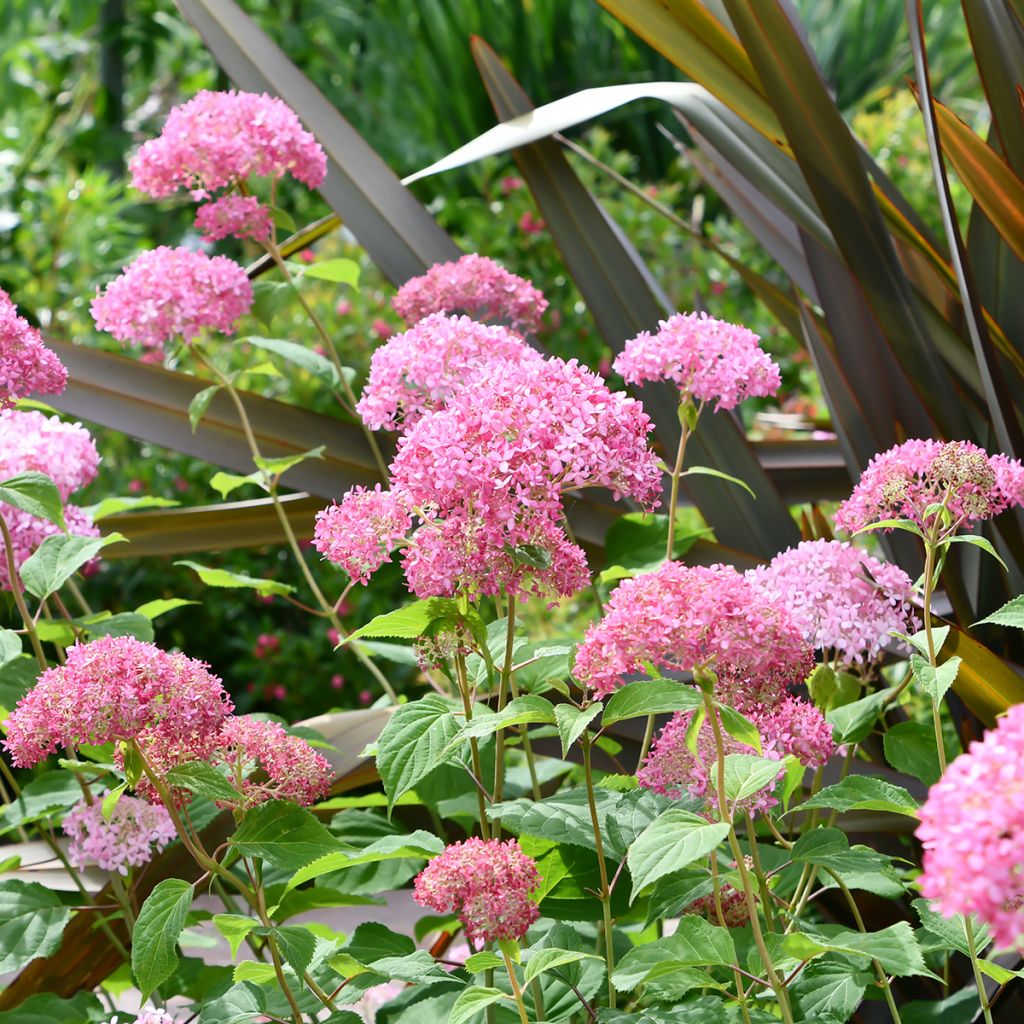Hortensia arborescens Pink Annabelle