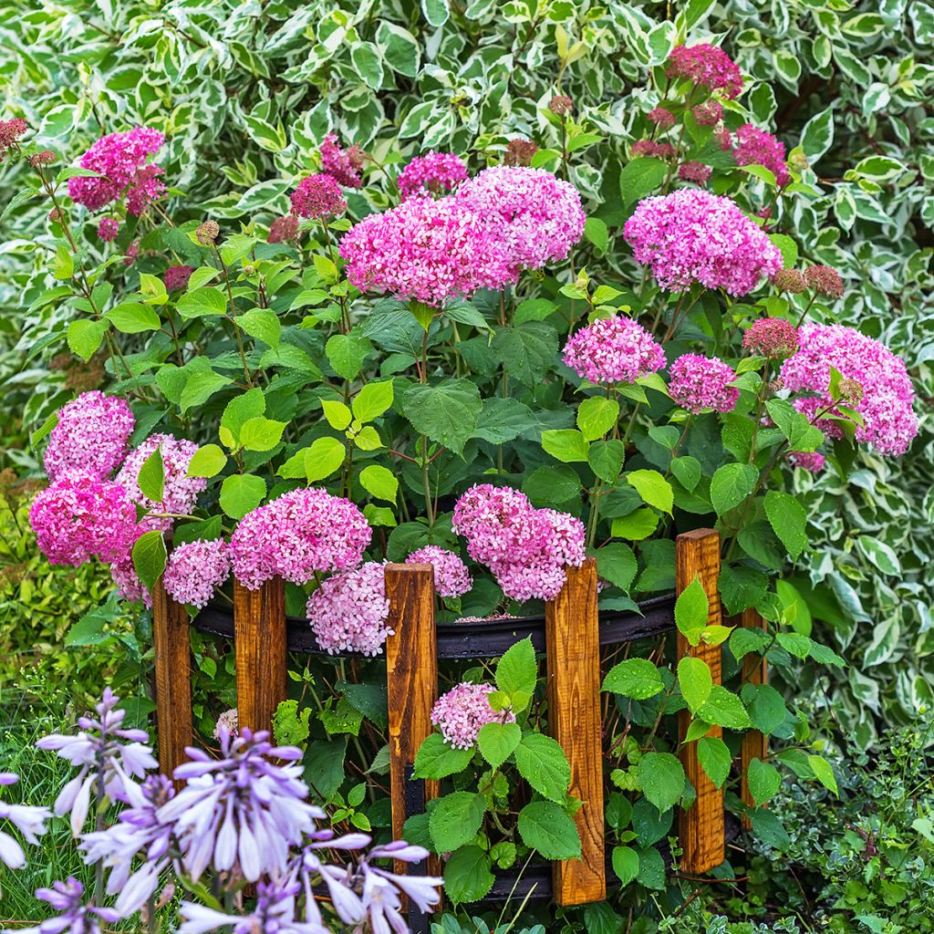 Hortensia arborescens Pink Annabelle