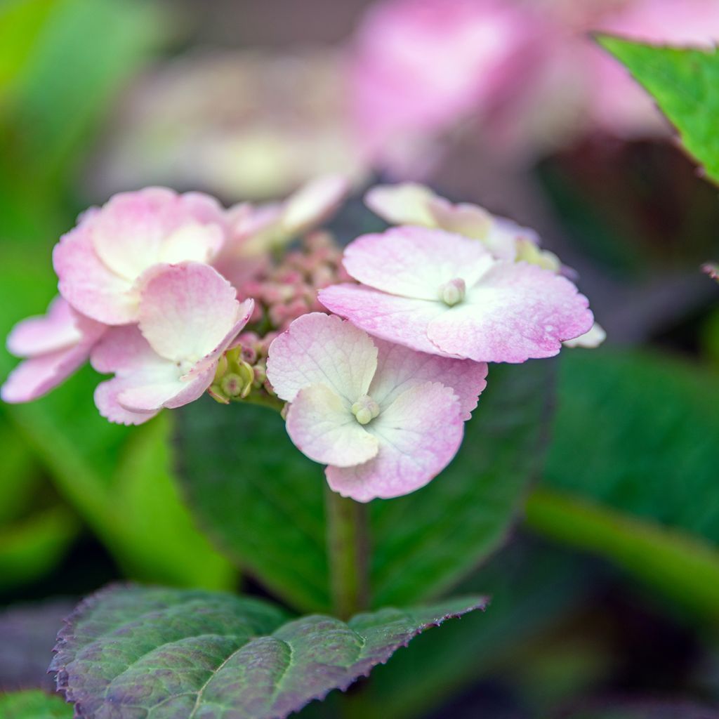 Hortensia Daredevil - Hydrangea