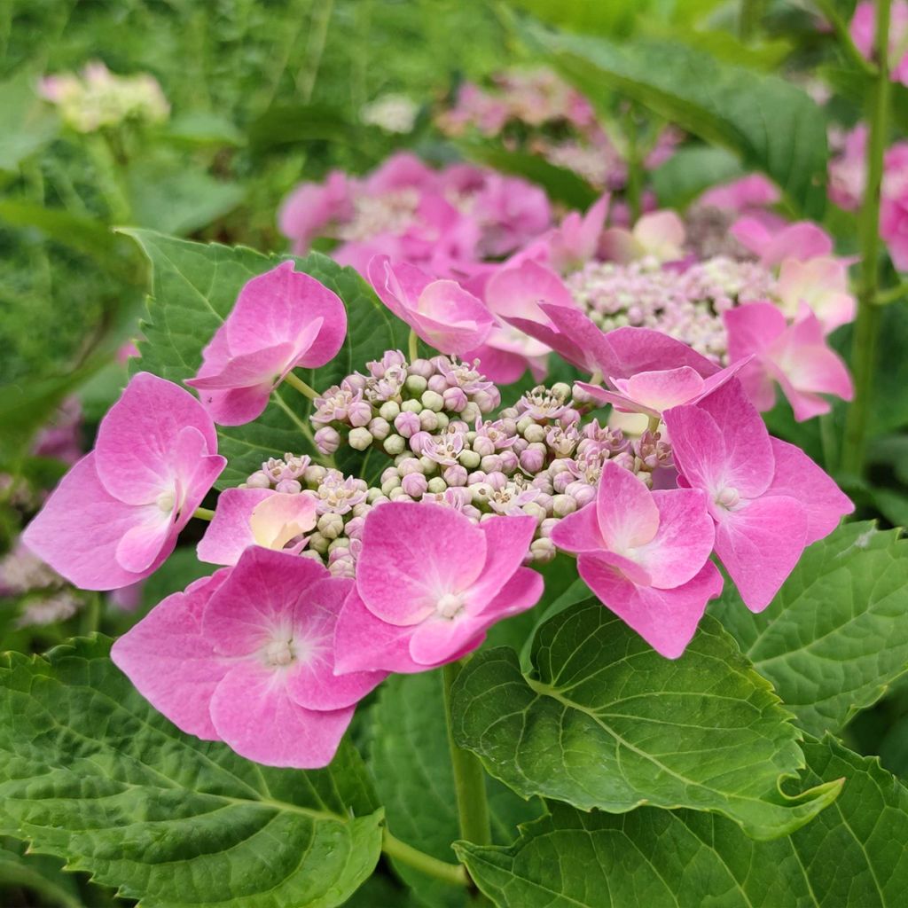 Hortensia macrophylla Blaumeise - Hydrangea