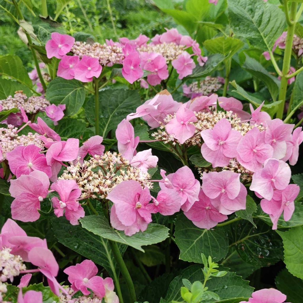 Hortensia macrophylla Blaumeise - Hydrangea