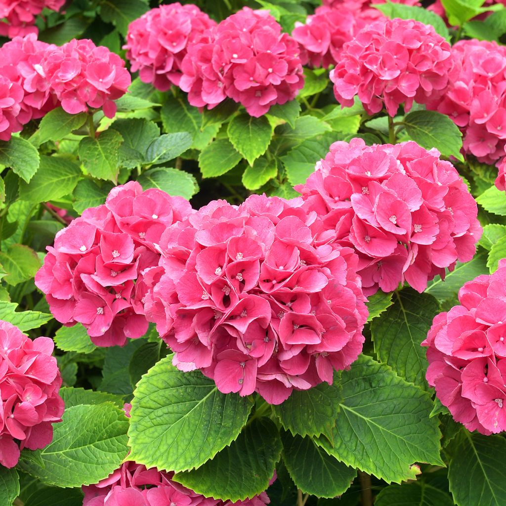 Hortensia macrophylla Alpenglühen - Hydrangea