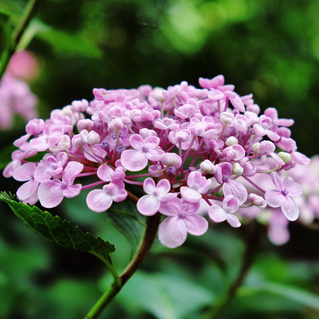 Hortensia macrophylla Ayesha - Hydrangea